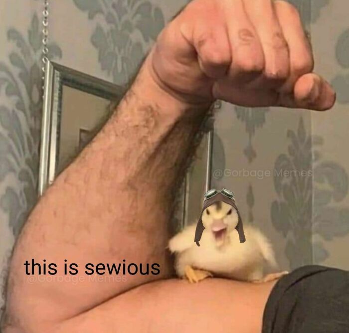 Small chick wearing aviator hat on a muscular arm with text this is sewious, relatable meme from new pics collection.