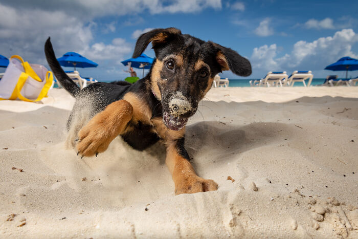 Playful puppy digging in sand at the beach, one of the best dog photos shared by the Bored Panda community.
