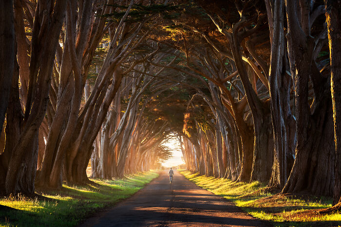 Person walking through a sunlit tree tunnel on a quiet road, showcasing breathtaking travel photos by the Bored Panda community.