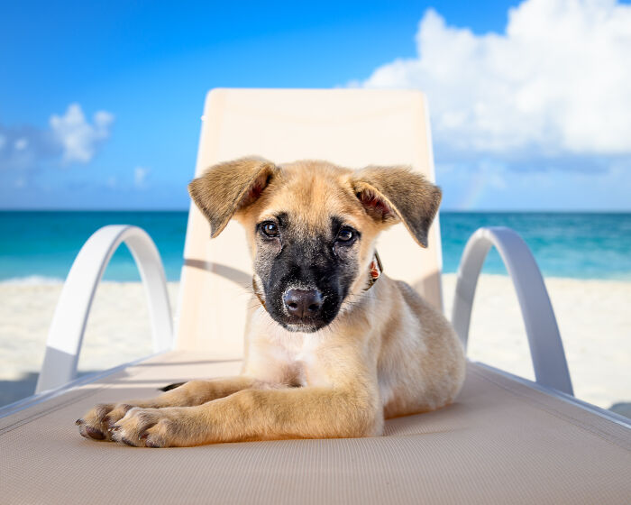 Puppy relaxing on a beach chair with ocean and sky background, one of the best dog photos shared by the community