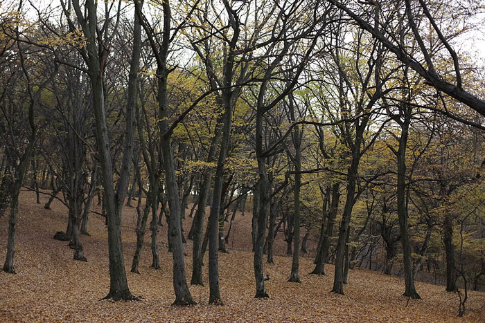 Dense forest with tall, leafless trees and a ground covered in fallen leaves, one of the scariest places around the world.