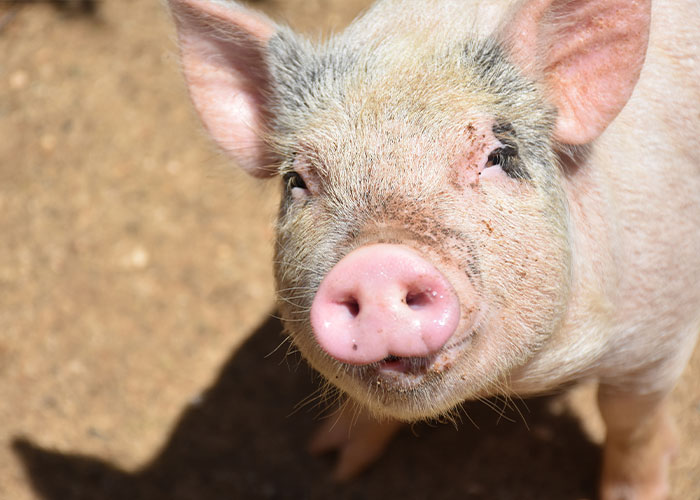 Close-up of a pig with dirt on its face, illustrating a creepy fact that might get stuck in your brain forever.