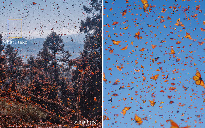 Side-by-side photos showing what the photographer sees versus what they take, capturing vibrant butterflies in motion.