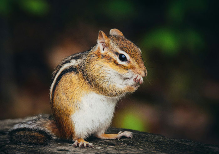Close-up of a wild chipmunk eating on a tree stump, representing wild things people say they've seen.