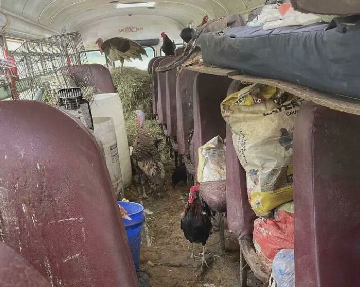 Chickens and turkeys inside an old bus filled with hay and farm supplies, depicting a distressing environment.