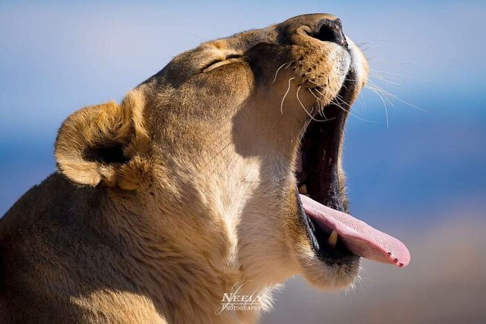 Close-up of a yawning lioness showcasing unforgettable wildlife captured by a skilled wildlife photographer.
