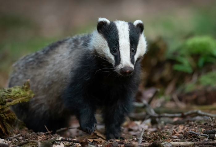 A close-up of a badger standing on forest ground, one of the animals that start with E in their natural habitat. A close-up of a badger standing on forest ground, one of the animals that start with E in their natural habitat.