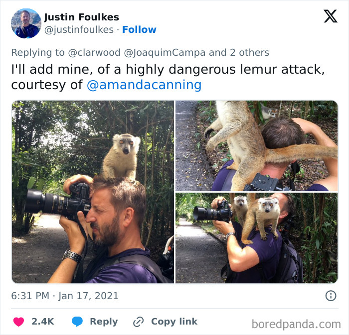 Wildlife photographer being playfully attacked by a lemur while trying to capture nature photos in the forest.