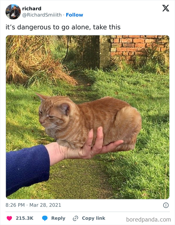 Orange tabby cat curled up on a person's hand outdoors, showcasing one of the most wholesome memes to share.