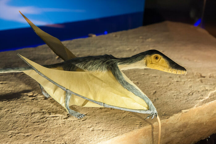 Model of a prehistoric flying dinosaur with yellow wing membranes displayed on a rock surface in a museum setting.