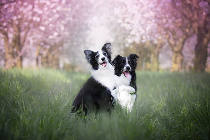 Two happy Border Collie dogs sitting in tall grass with blooming pink trees in the background dog photos from community collection
