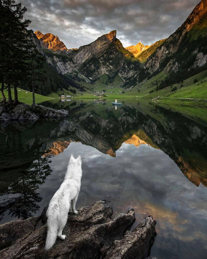 White wolf overlooking lake and mountain reflections during sunset, showcasing breathtaking travel photos from the Bored Panda community.