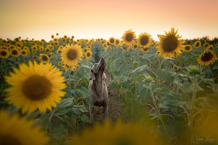 A dog standing amidst tall sunflowers at sunset, captured in a vibrant and serene dog photo.