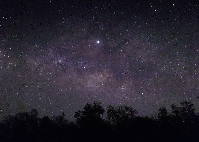 Night sky filled with stars above dark tree silhouettes, illustrating creepy facts that might get stuck in your brain forever.