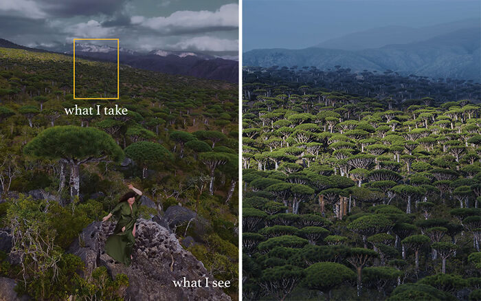 Comparison of what the photographer sees versus what they take, revealing perfect shot capture of a forest landscape.