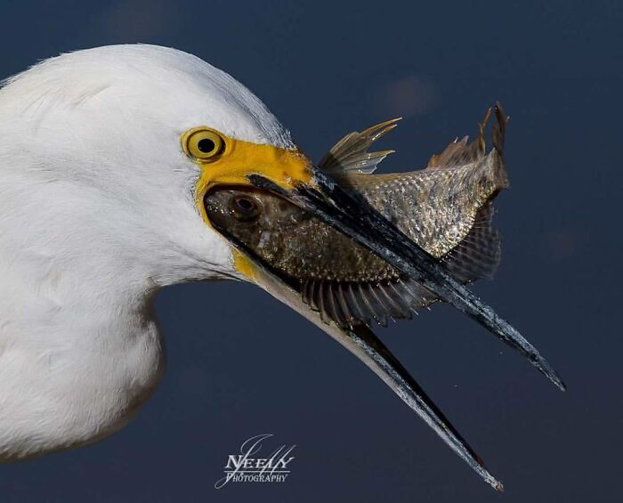 Close-up of a white bird capturing a fish in its beak, showcasing unforgettable wildlife moments in nature photography.