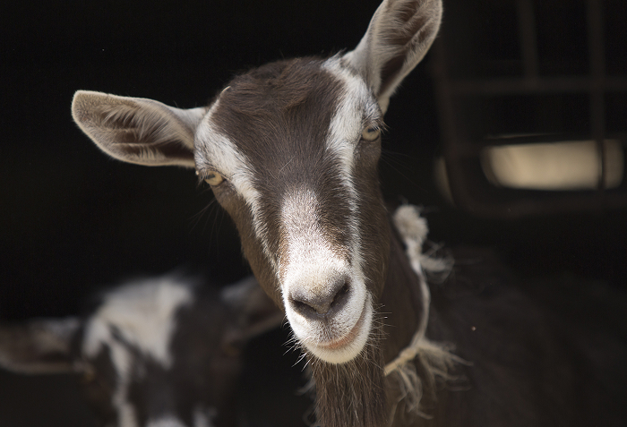Close-up of a curious brown and white goat, one of the unique animals that start with N and sound almost made up.