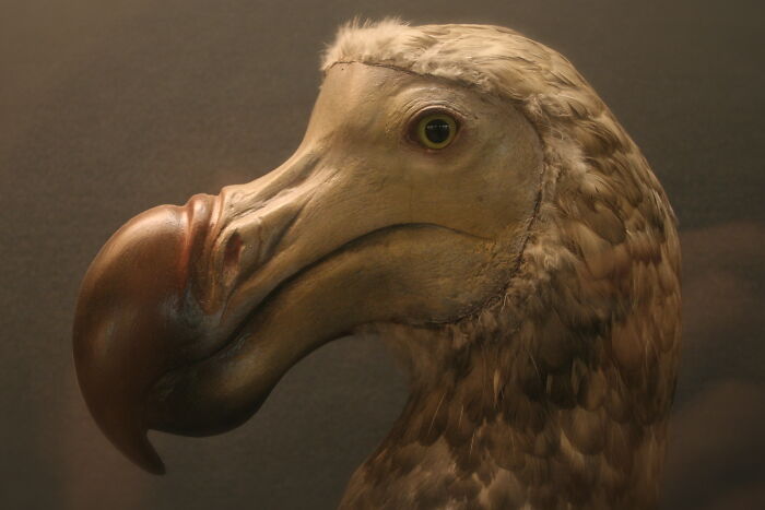 Close-up of a dodo bird model, one of the animals that sadly went extinct, showing detailed feathers and beak texture.