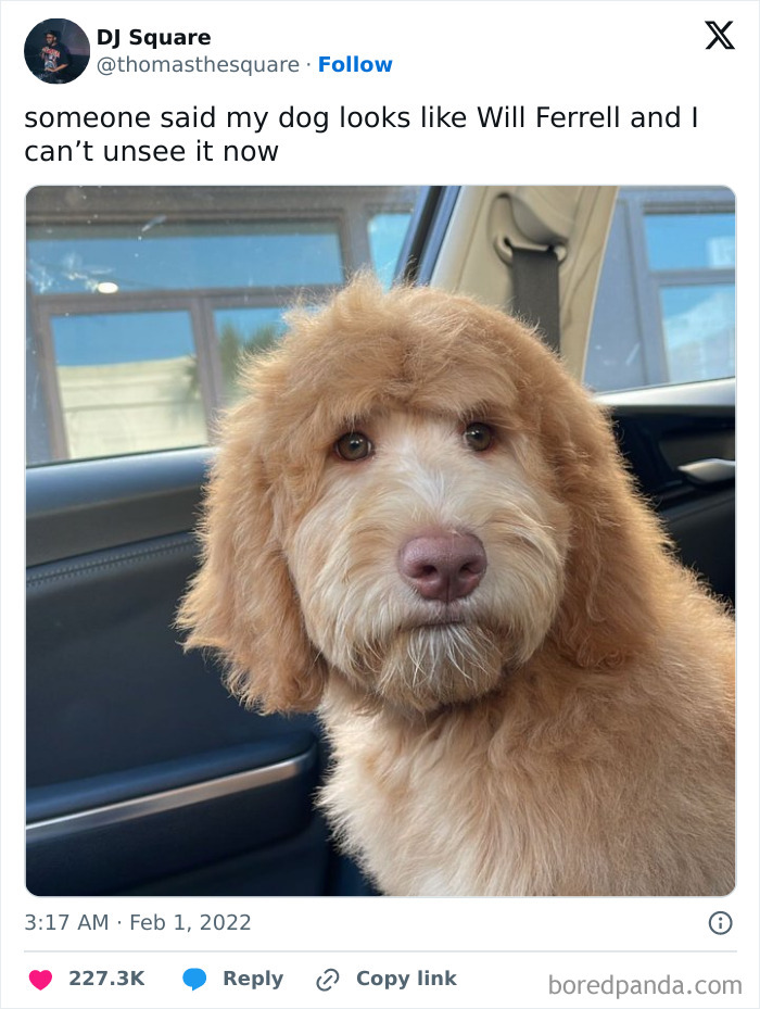 Fluffy dog with curly fur sitting in a car, showcasing one of the adorable and funny animal memes.