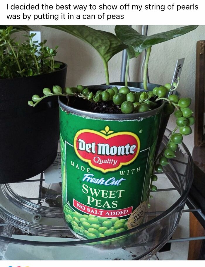 Plant in a can of sweet peas, showcasing a humorous and horrendous DIY project from craft shaming collection.