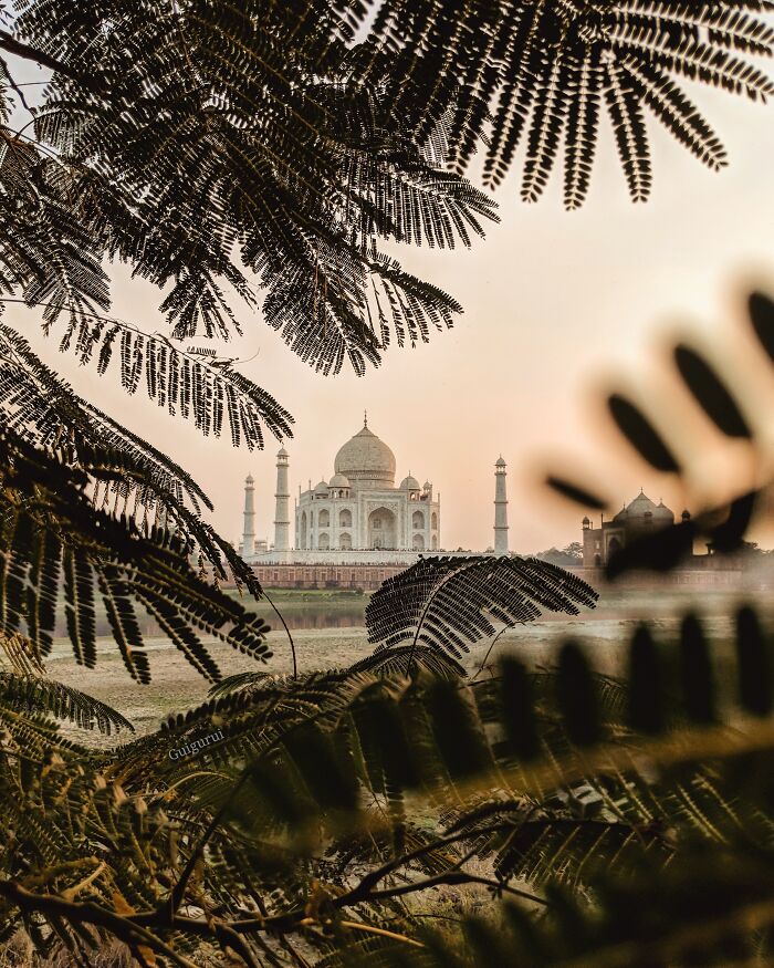 Framed by lush leaves, the Taj Mahal shines at sunset in a breathtaking travel photo from the Bored Panda community.