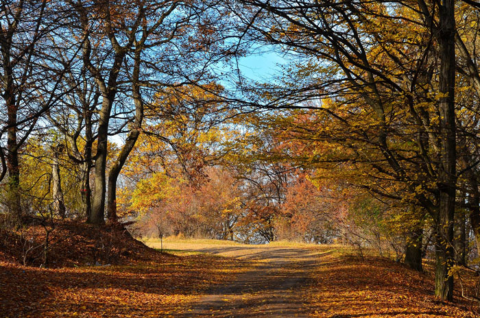 Autumn forest path with colorful leaves, a serene but eerie setting among the scariest places around the world.