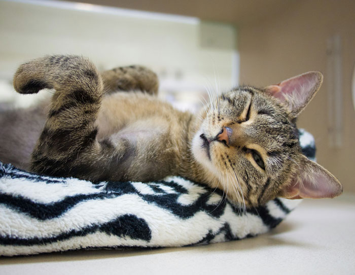 Tabby cat lounging on a zebra-patterned cushion, illustrating one of the wild things people say they've seen.