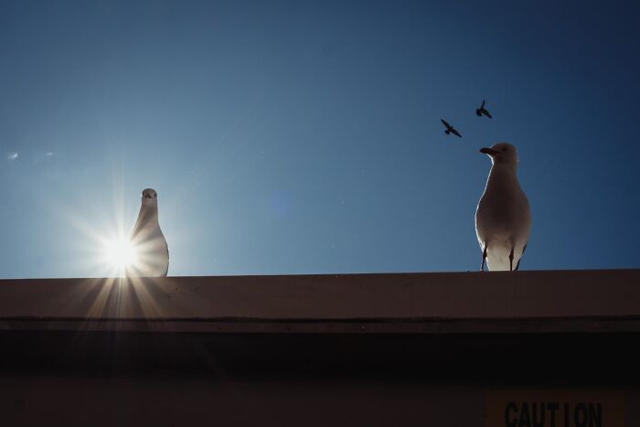 Two birds perched on a rooftop with sun flare and birds flying in clear blue sky in candid street photos style.