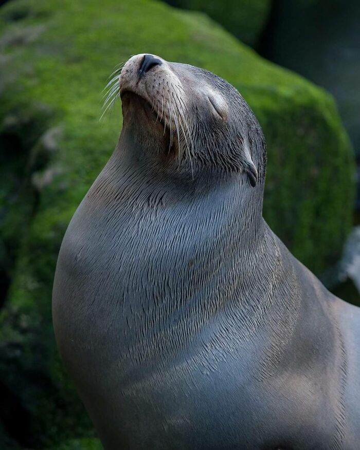 Close-up of a sea lion with closed eyes on mossy rocks, showcasing unforgettable wildlife moments captured by a photographer.