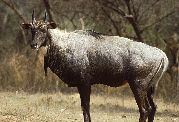 Nilgai standing in dry grassland, an unusual animal that starts with N, found in the Indian subcontinent.