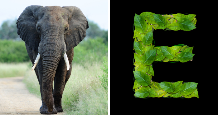 15 Animals That Start With “E” (And Where They Live)