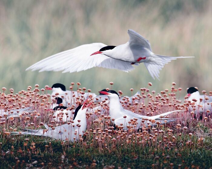 A flock of terns with black heads and red beaks resting and flying over a field of wildflowers in a wildlife image.