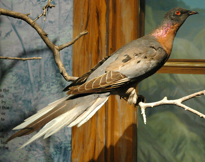 Extinct bird perched on a branch, showcasing one of the 32 animals that sadly went extinct due to environmental changes.
