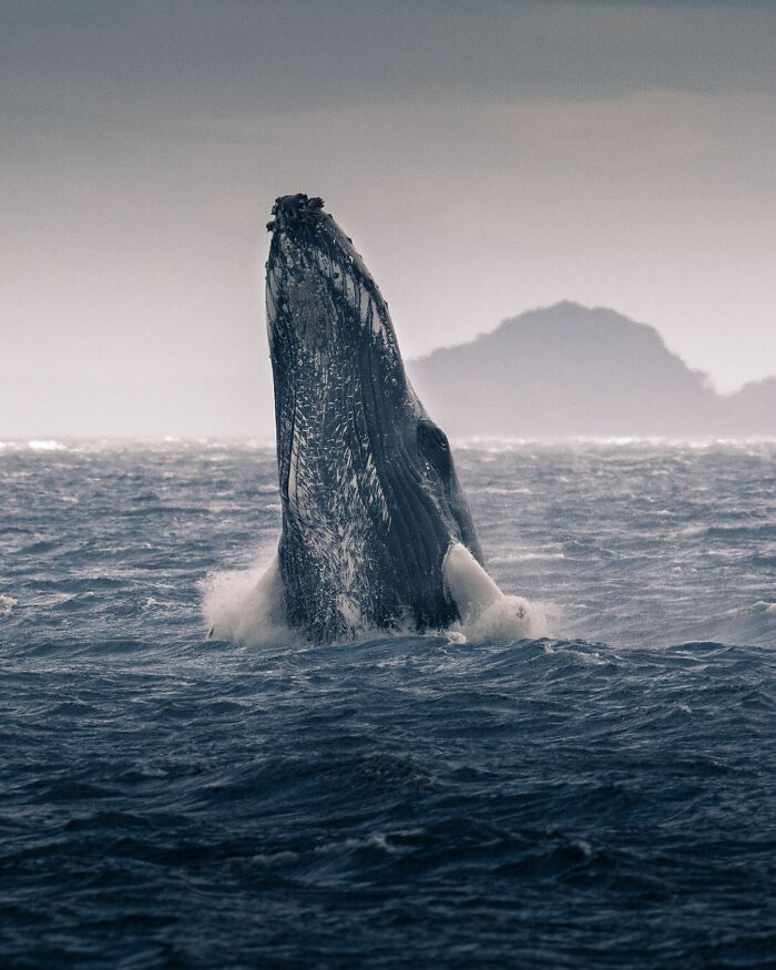 Humpback whale breaching the ocean surface with distant island in a breathtaking wildlife image.