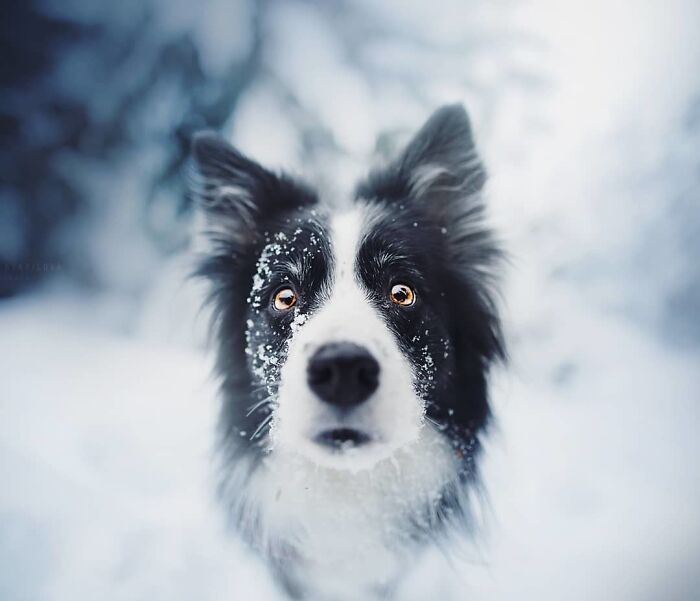 Black and white dog with snow on its fur looking intently in a snowy landscape, a best dog photo shared by the community.