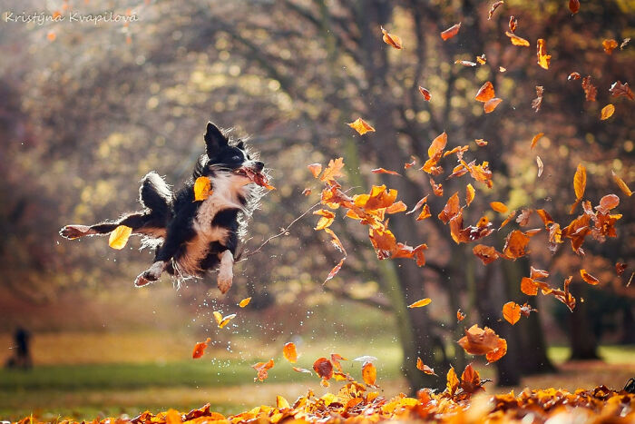 Black and white dog joyfully leaping through colorful autumn leaves in a vibrant outdoor park scene