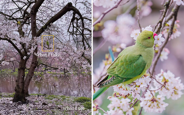 Side-by-side photos showing what photographer sees versus what they take, featuring a detailed shot of a green bird on cherry blossoms.
