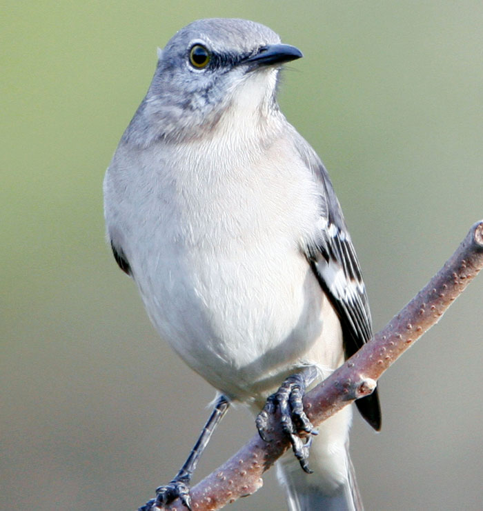 Close-up of a small gray bird perched on a branch, representing wild things people say they've seen.