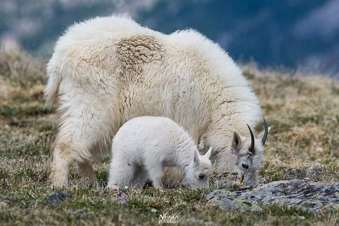 Mountain goats grazing on grass in a natural habitat, showcasing unforgettable wildlife moments captured by a photographer.