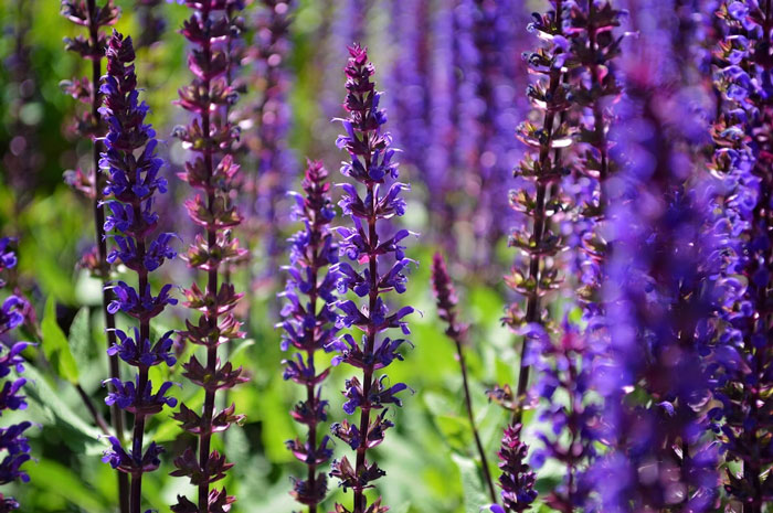 Close-up of purple flowers growing in a garden, illustrating natural beauty and peaceful outdoor scenery.