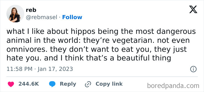 Tweet about hippos as the most dangerous vegetarian animal, highlighting their unique behavior in delightful animals memes.