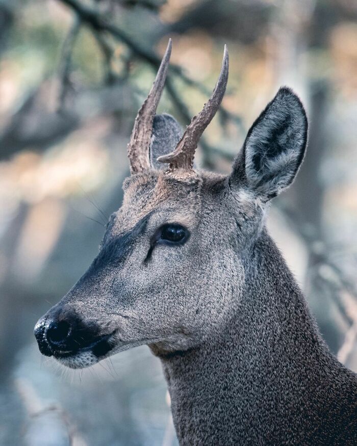 Close-up of a deer with small antlers in a forest, showcasing breathtaking wildlife photography by Jürgen Schulmeister.