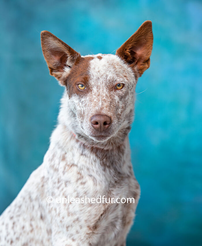 Brown and white speckled dog with upright ears posing against a blue background in the best dog photos collection.