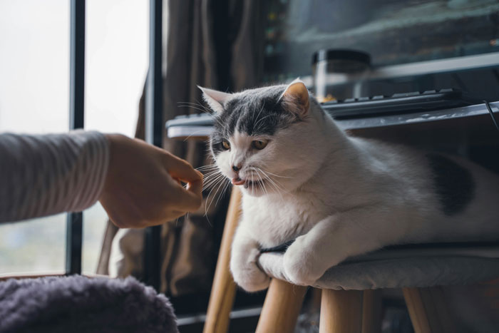 Person feeding a cat at home, illustrating a scene related to cat-sitter refusal and care responsibility.