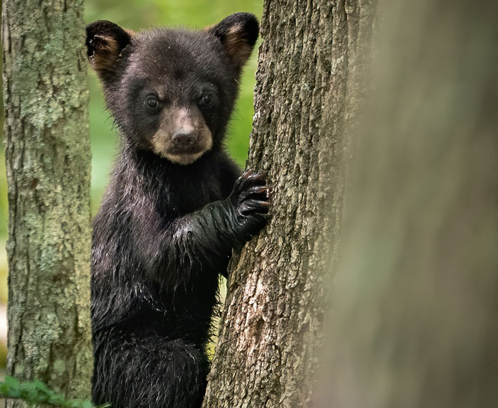 Black bear cub climbing a tree in a forest, one of the wild things people say they've seen but few believe.