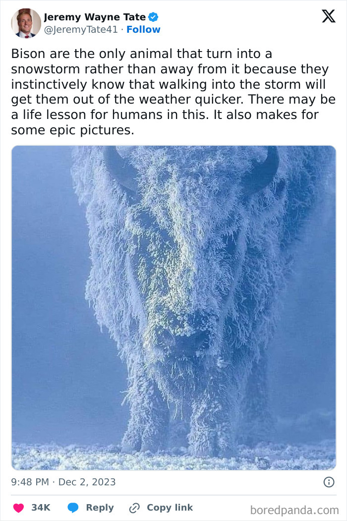 Bison covered in frost walking into a snowstorm, showcasing unique behavior and stunning amazing pictures moments.
