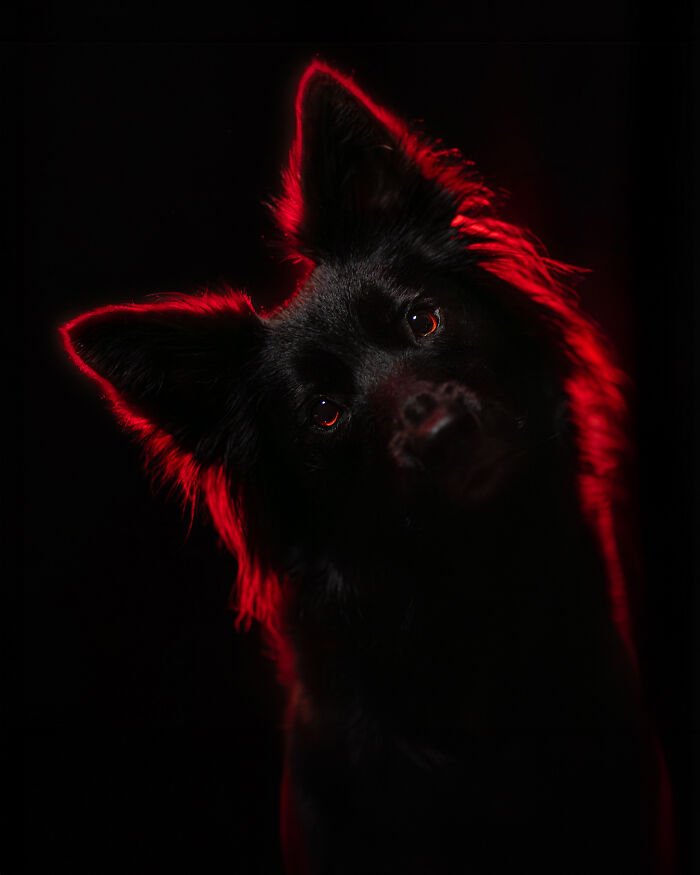 Black dog with red backlight highlighting ears and fur, captured in a striking artistic dog photo from the Bored Panda community.