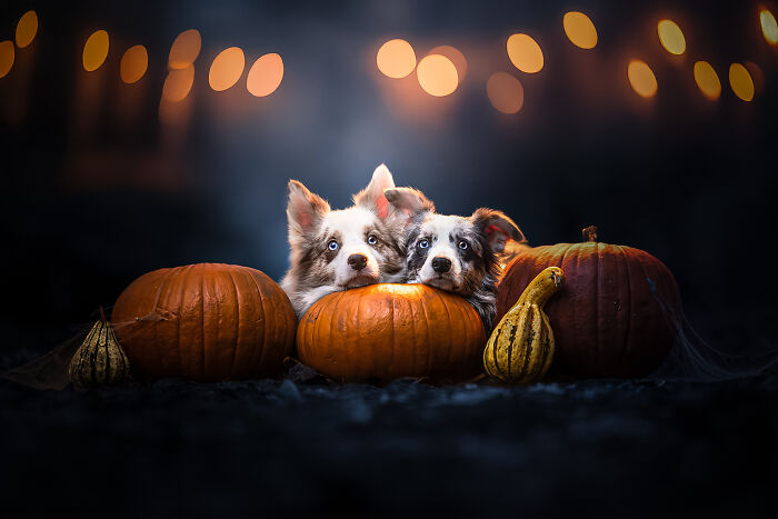 Two Border Collie dogs resting their heads on pumpkins surrounded by gourds with warm bokeh lights, dog photos concept.