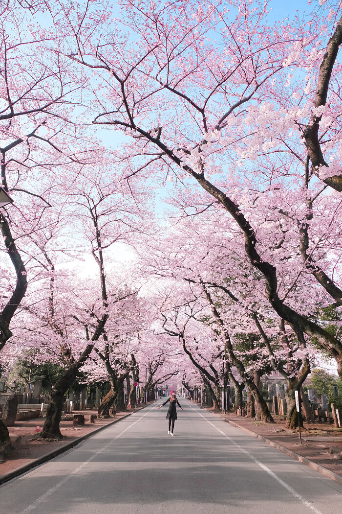 Person walking down a road lined with blooming cherry blossom trees under a clear blue sky, travel photos by Bored Panda.