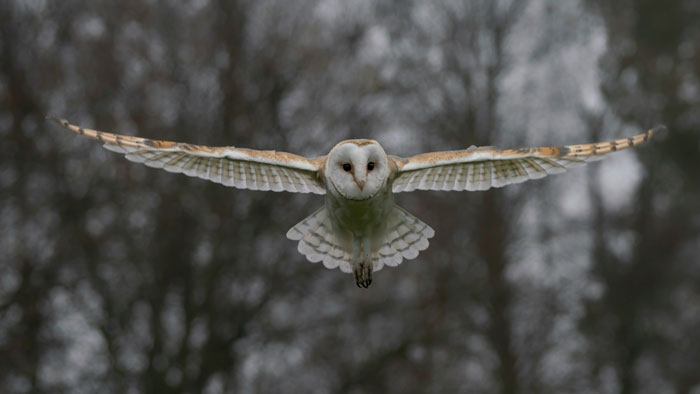 Barn owl in mid-flight with wings fully spread against a blurred forest background, capturing a wild encounter.